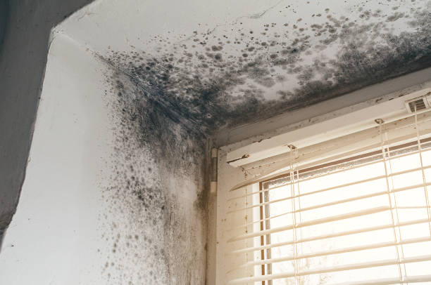 Affordable Mold Inspection And Testing solutions in McSherrystown, PA